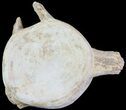 Plesiosaur (Zarafasaura) Cervical Vertebrae - Morocco #64407-1